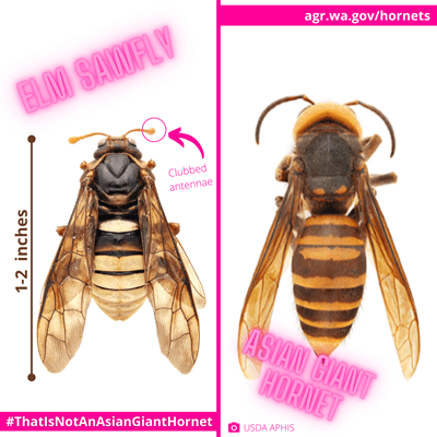 Elm sawfly and Asian giant hornet