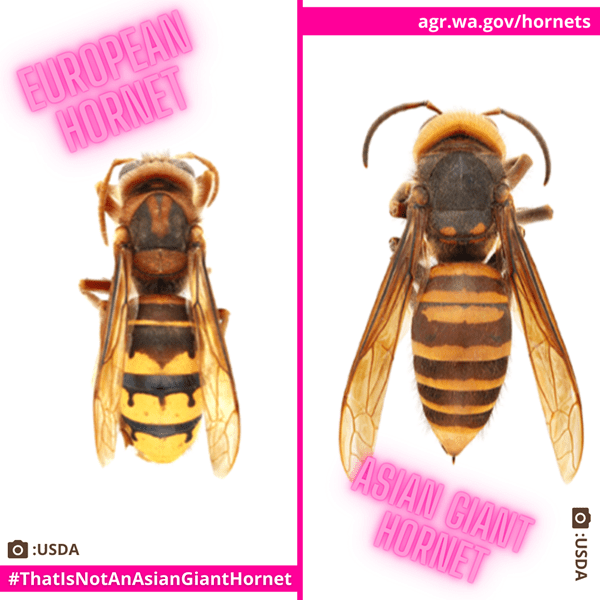 European hornet and Asian giant hornet