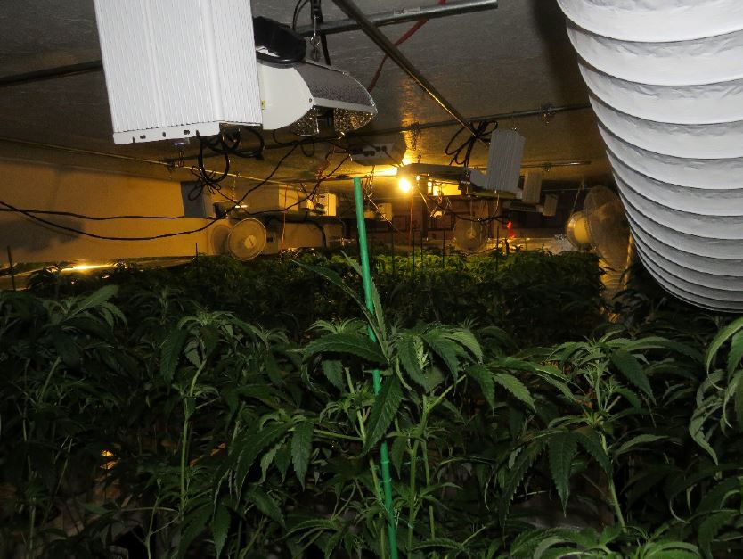 Lebanon illegal marijuana grow operation