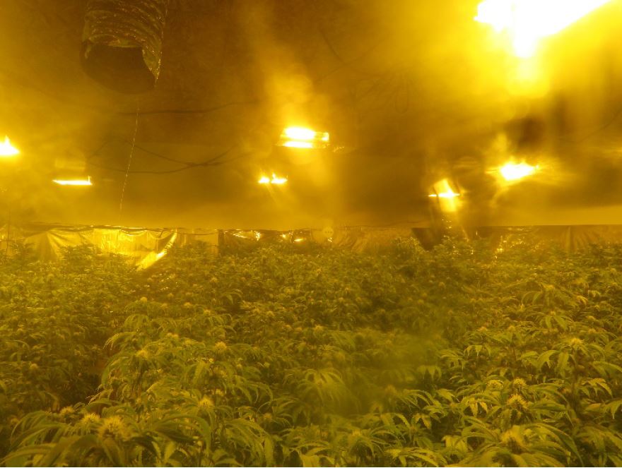 Lebanon illegal marijuana grow operation