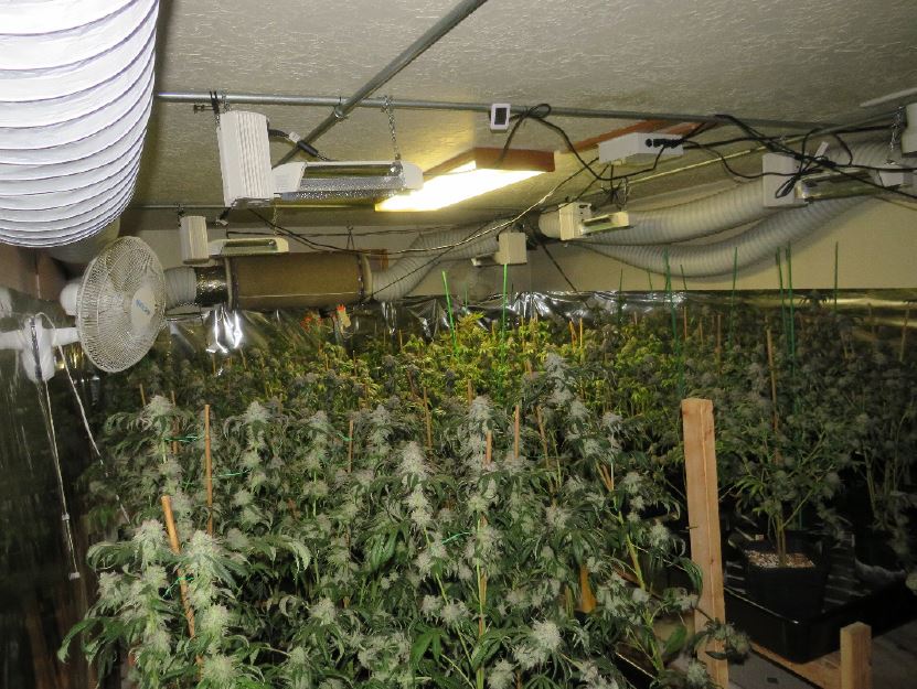 Lebanon illegal marijuana grow operation