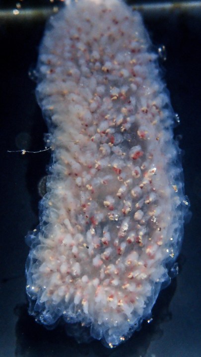 Pyrosome close up