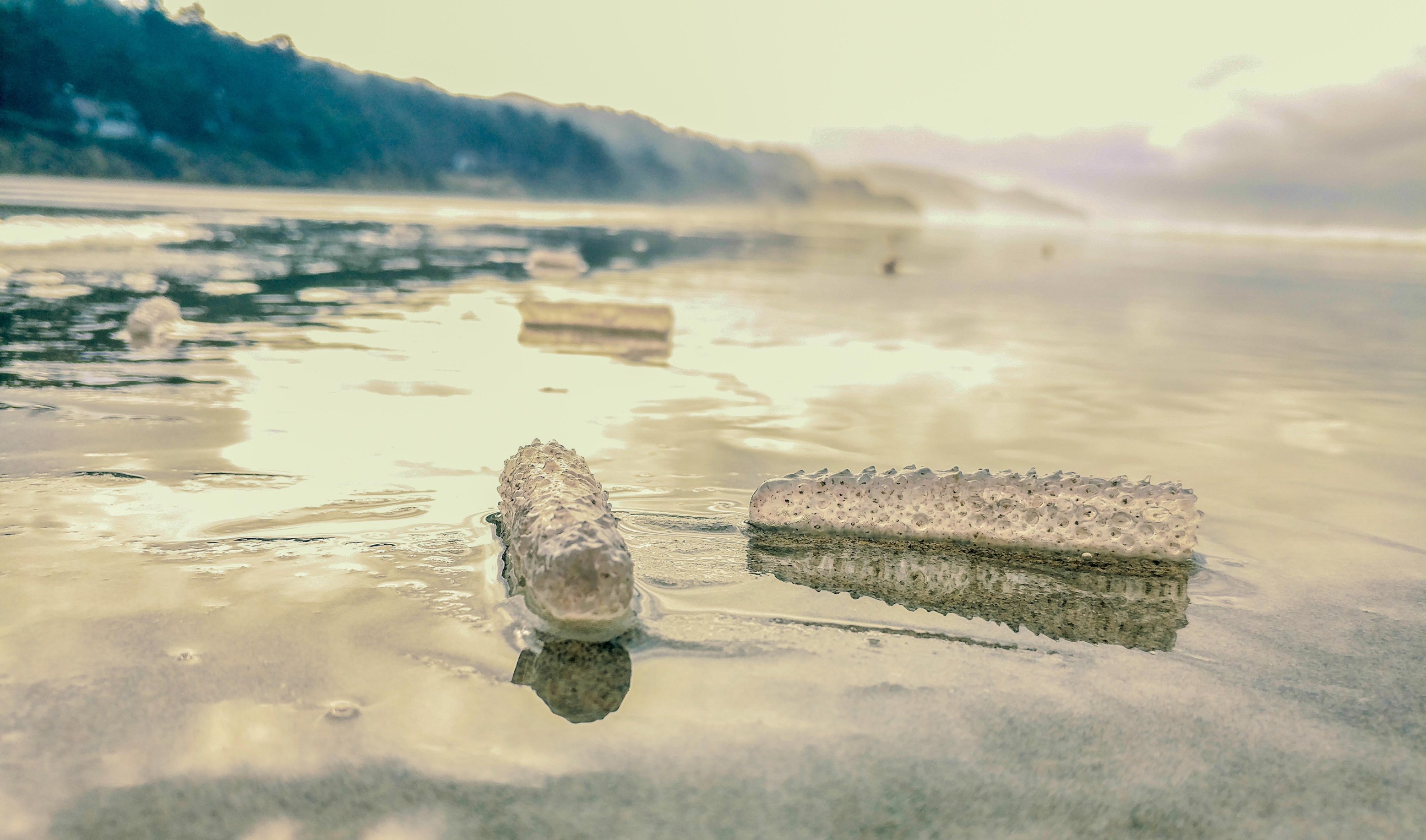 Pyrosomes on Arcadia Beach Oregon