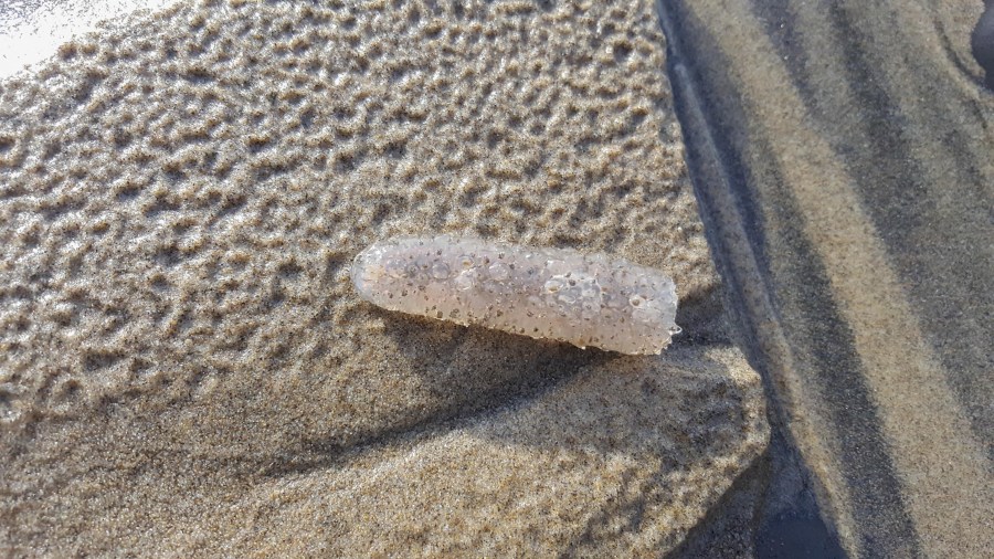 Pyrosomes on the beach