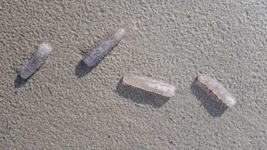 Pyrosomes on the beach