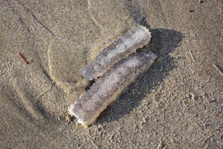 Pyrosomes on the beach