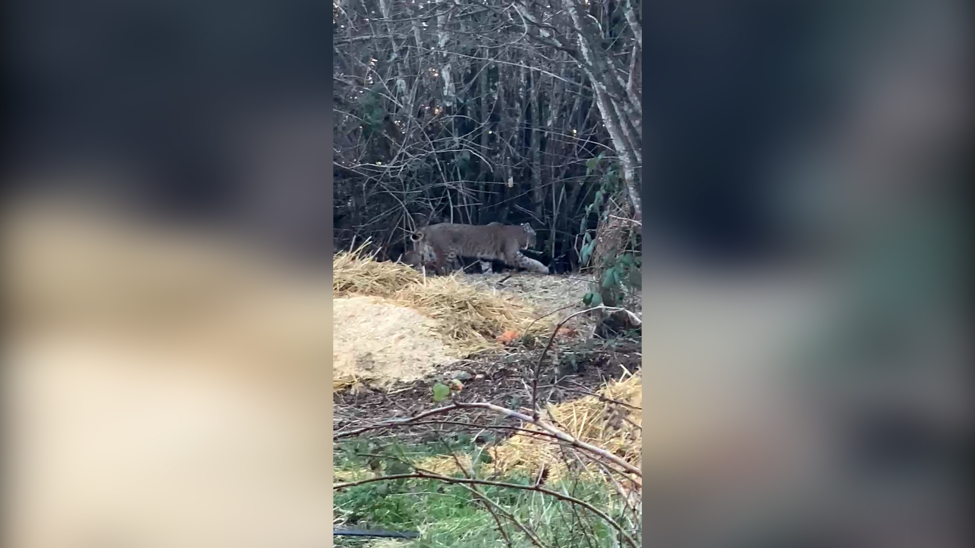 Bobcat caught on camera in North Bethany, OR