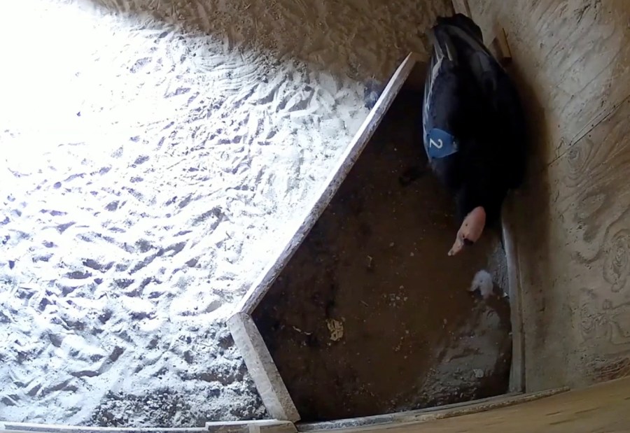 Endangered condor chick is welcome at the Oregon Zoo, first of 2022