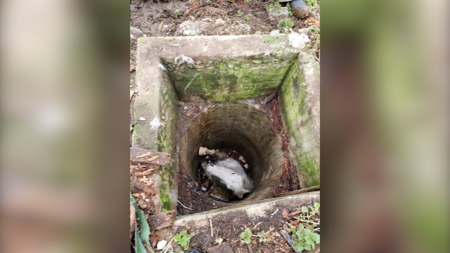 Horse rescued after falling in well in Washington