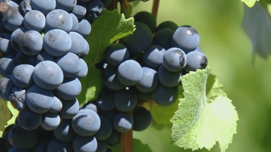 Oregon wineries assess April cold snap damage