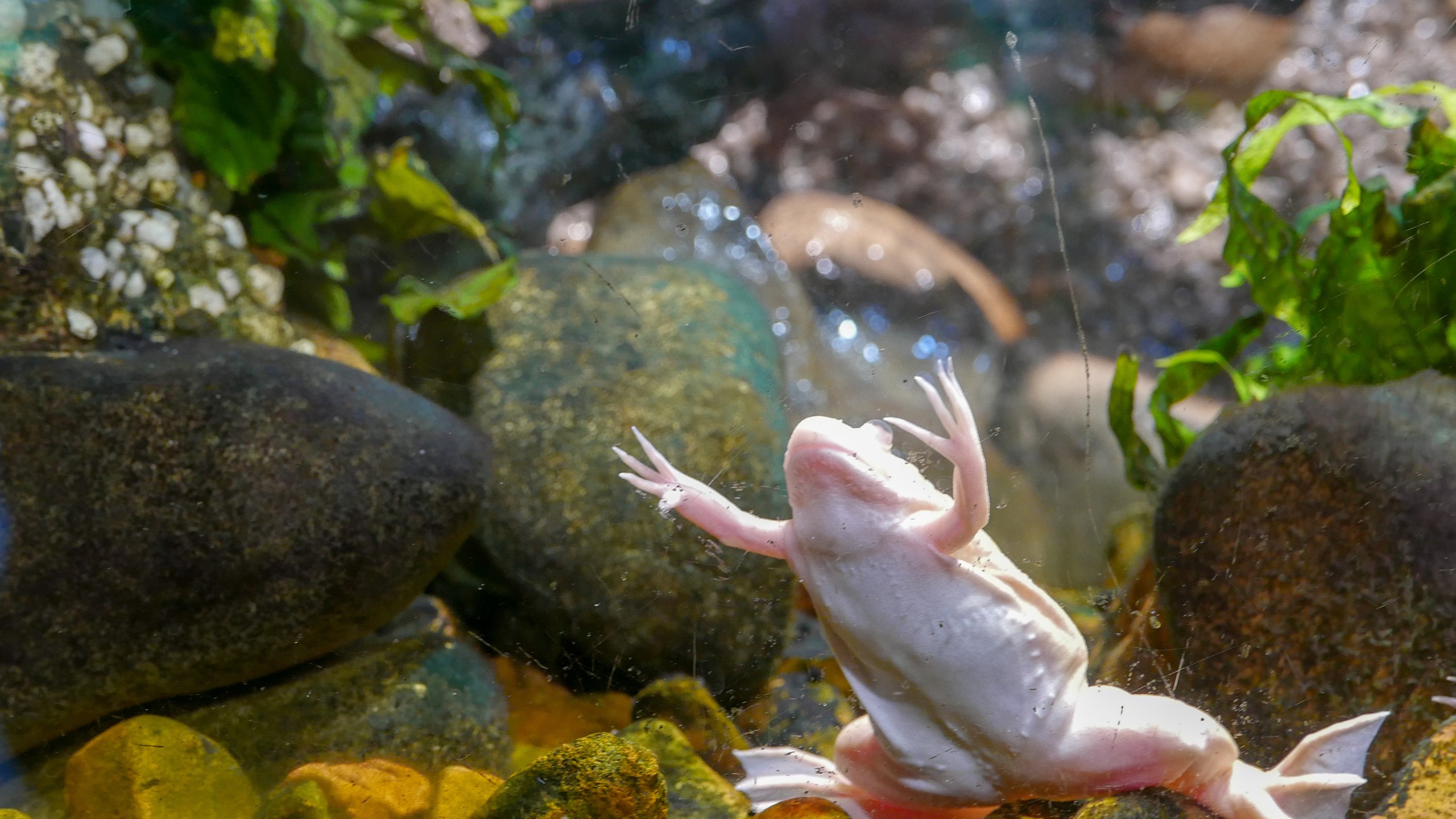 Invasive frog species threatens salmon in western Washington