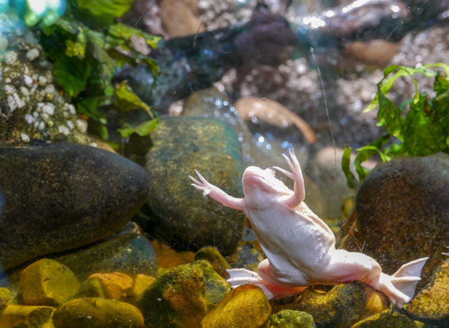 Invasive frog species threatens salmon in western Washington