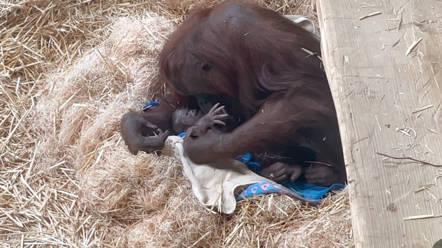 Oregon Zoo Orangutan Baby