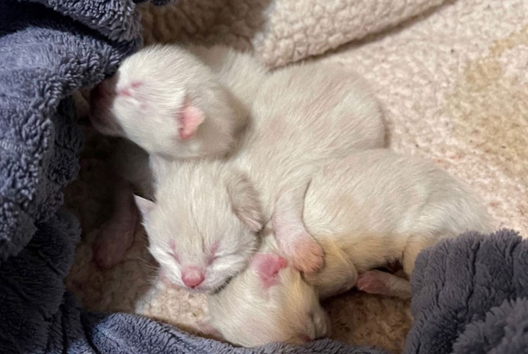 Three newborn kittens found during search of home in Damascus, April 12, 2022 (Courtesy CCSO)