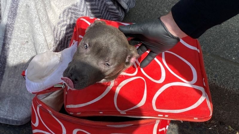 Dog found zip-tied in cooler bag, rescued from car trunk