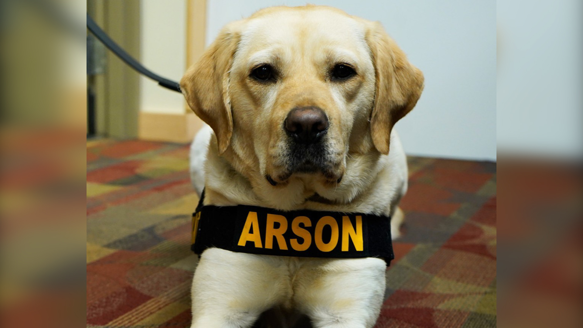 Arsonist sniffing dog joins Portland Fire & Rescue