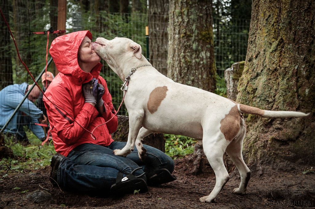 Portland, OR nonprofit builds fences for chained dogs