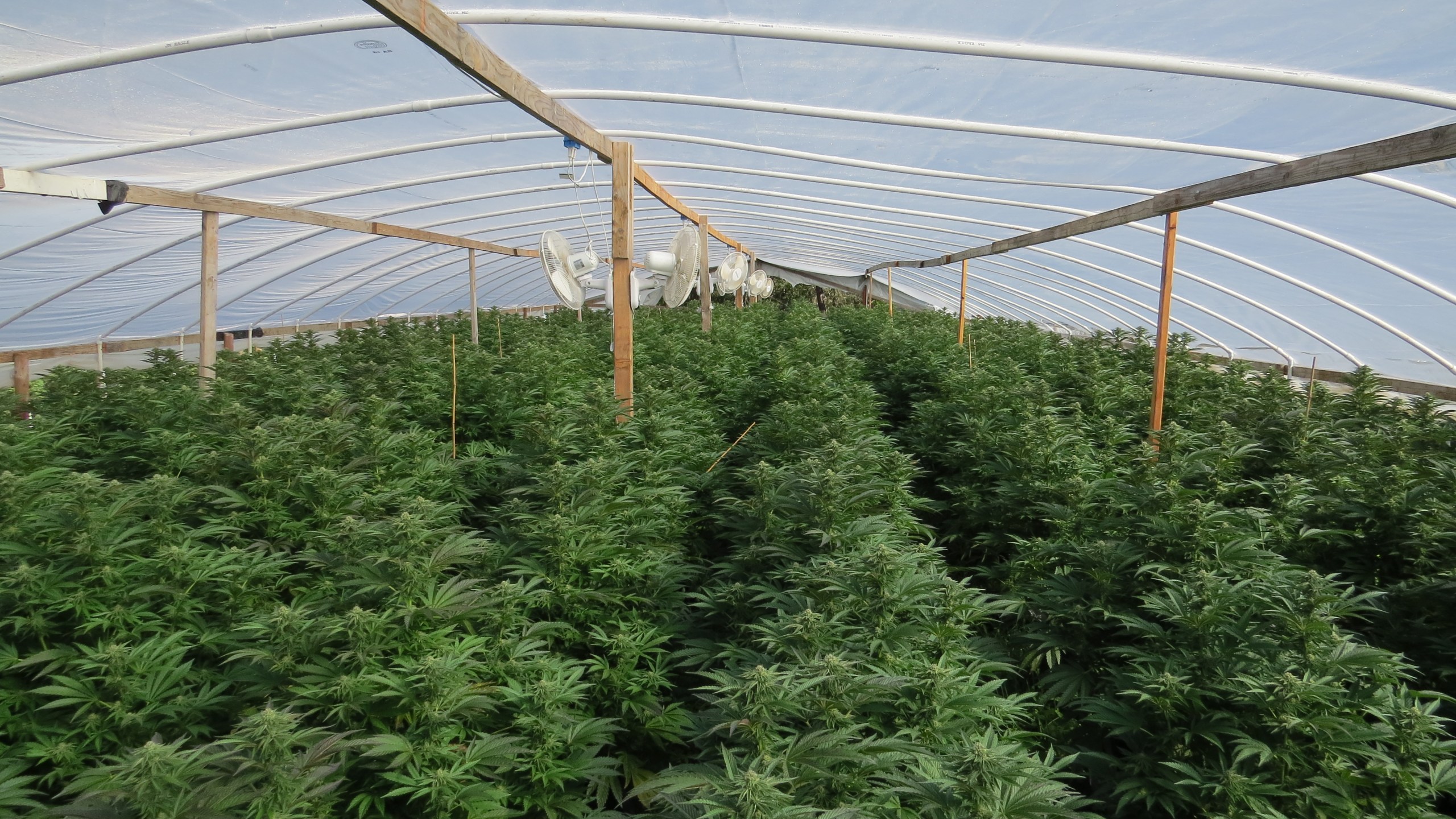 Illegal marijuana plants in a greenhouse in Eagle Point, Oregon