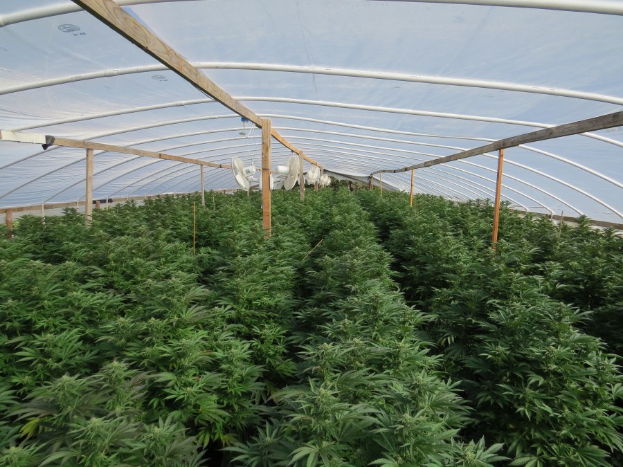 Illegal marijuana plants in a greenhouse in Eagle Point, Oregon