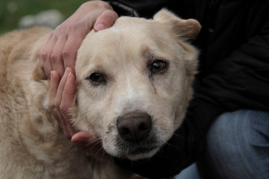 Portland, OR nonprofit builds fences for chained dogs