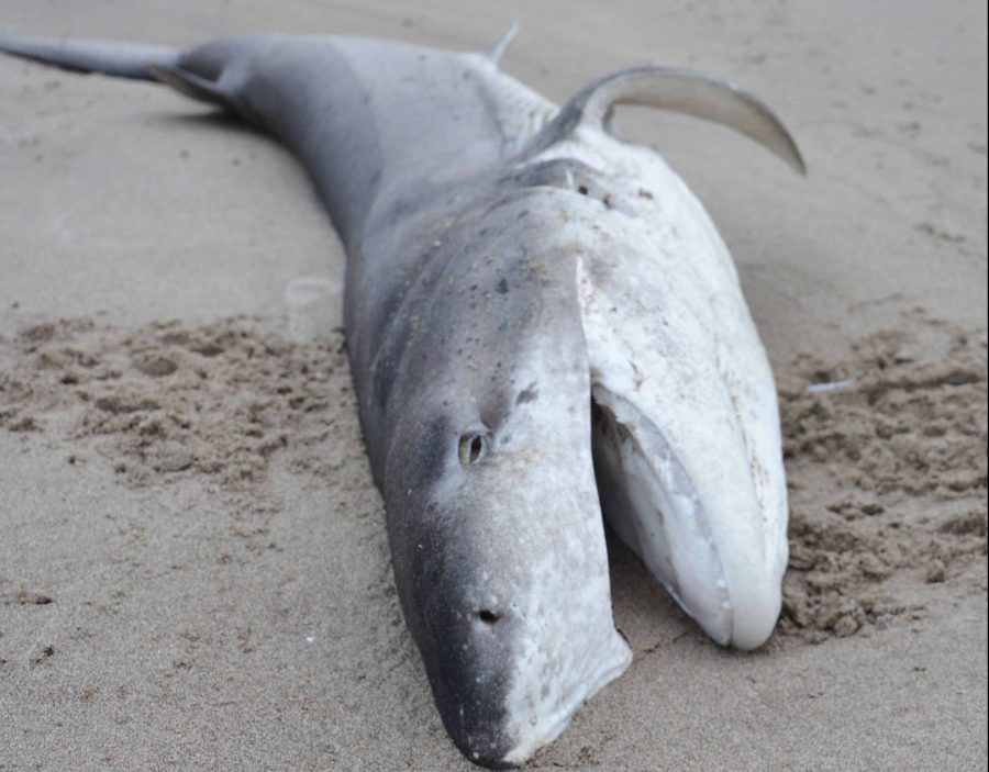 Broadnose sevengill shark washes ashore on Oregon coast 062722