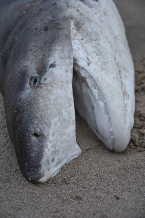 Broadnose sevengill shark washes ashore on Oregon coast 062722