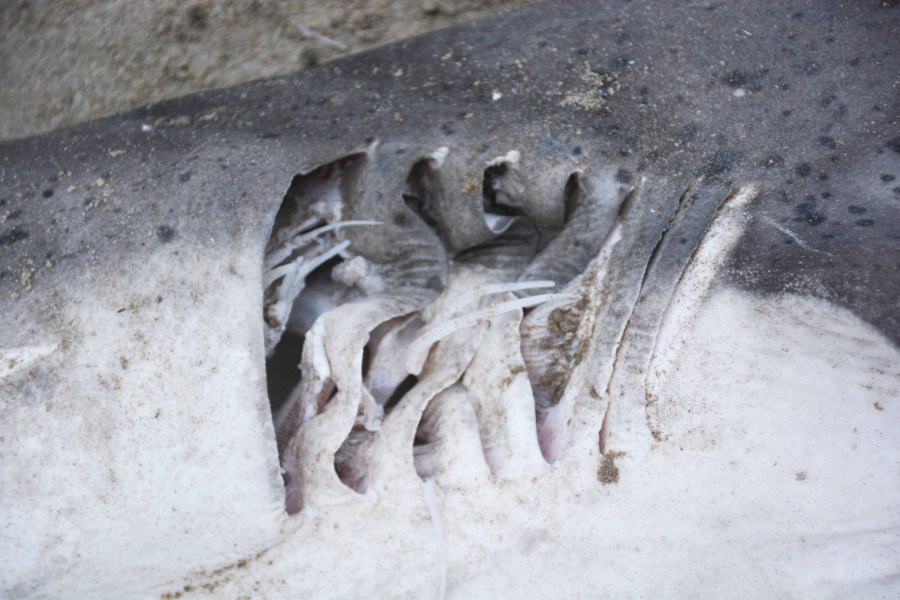 Broadnose sevengill shark washes ashore on Oregon coast 062722