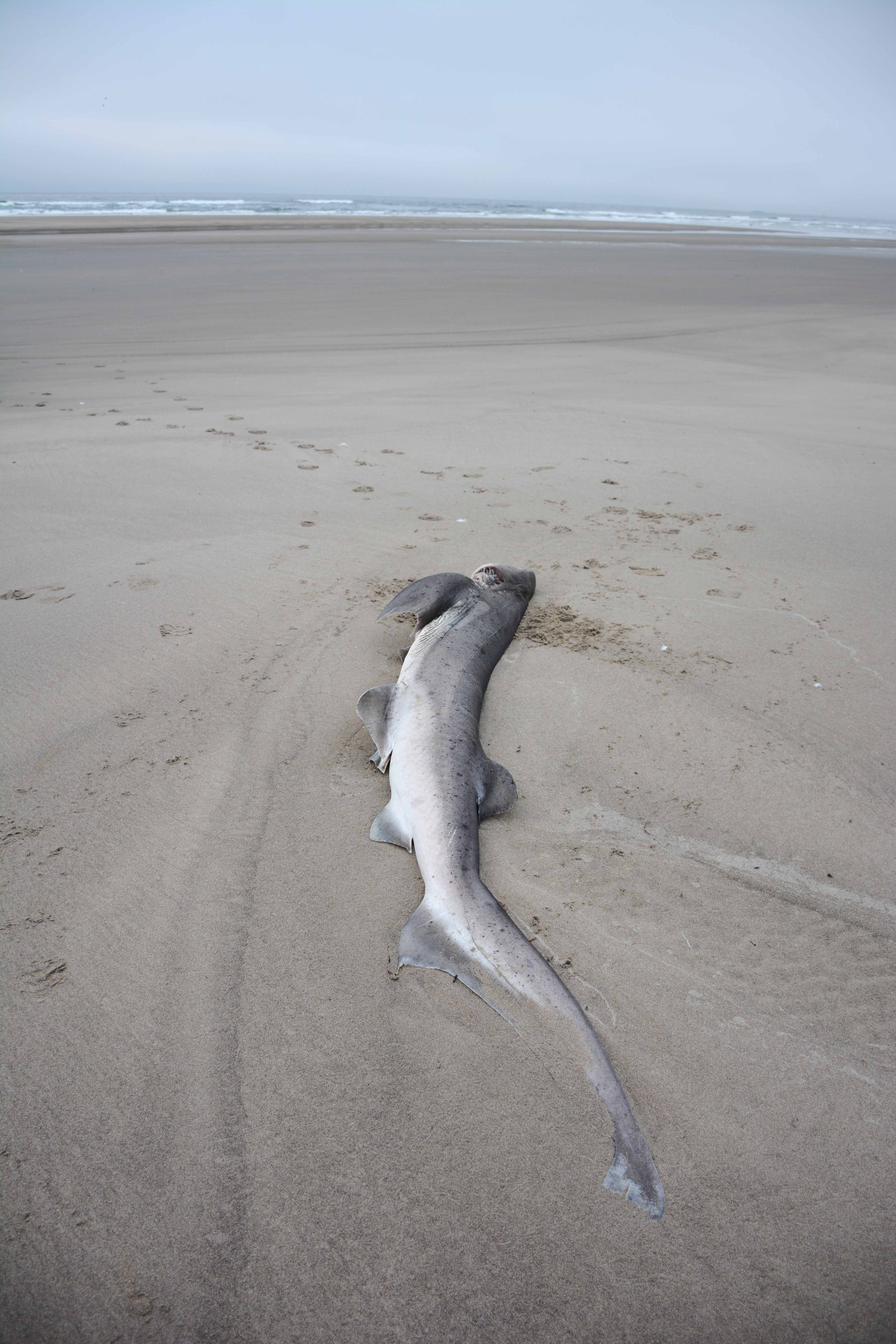 Broadnose sevengill shark washes ashore on Oregon coast 062722