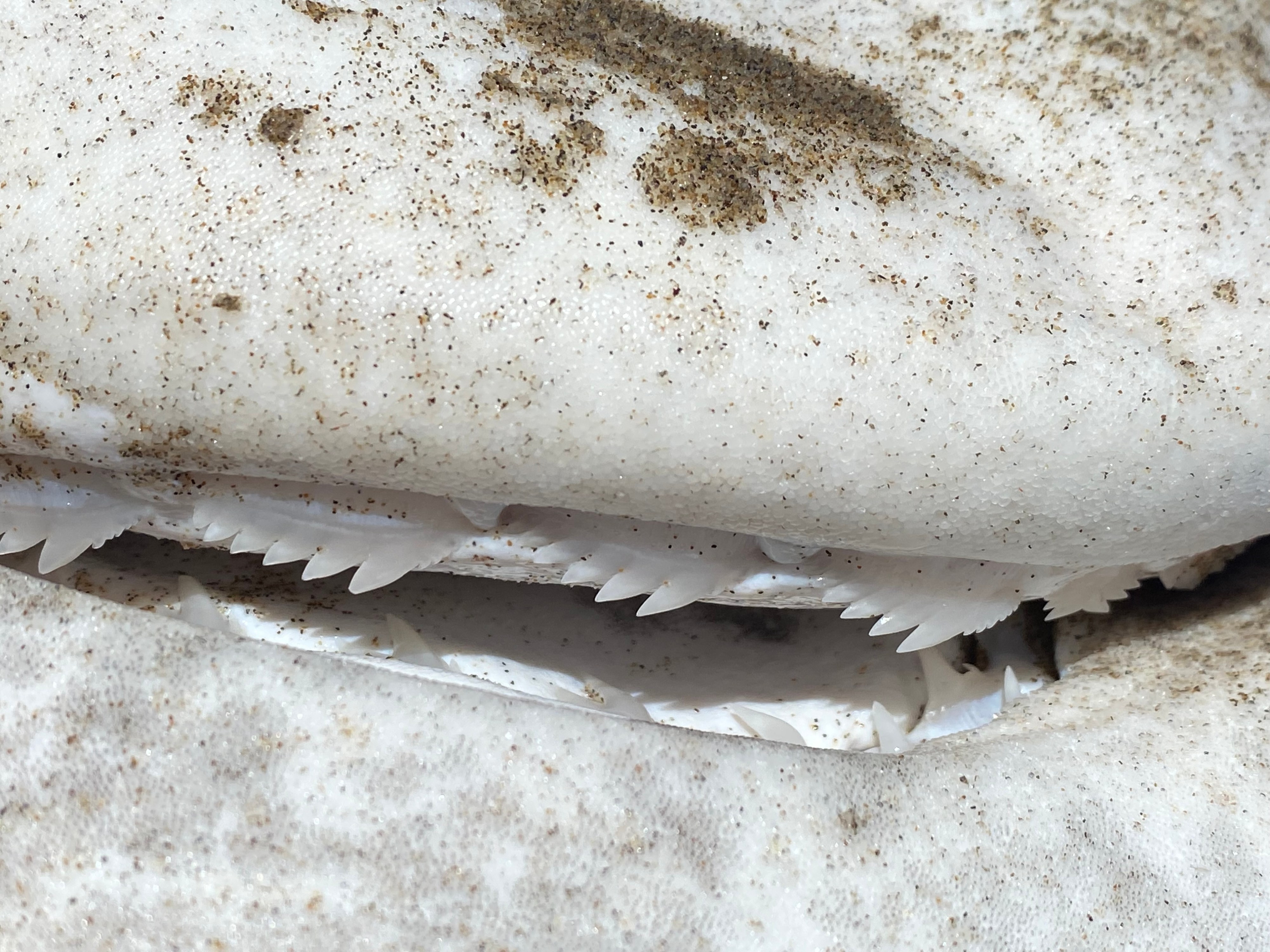 Broadnose sevengill shark washes ashore on Oregon coast 062722