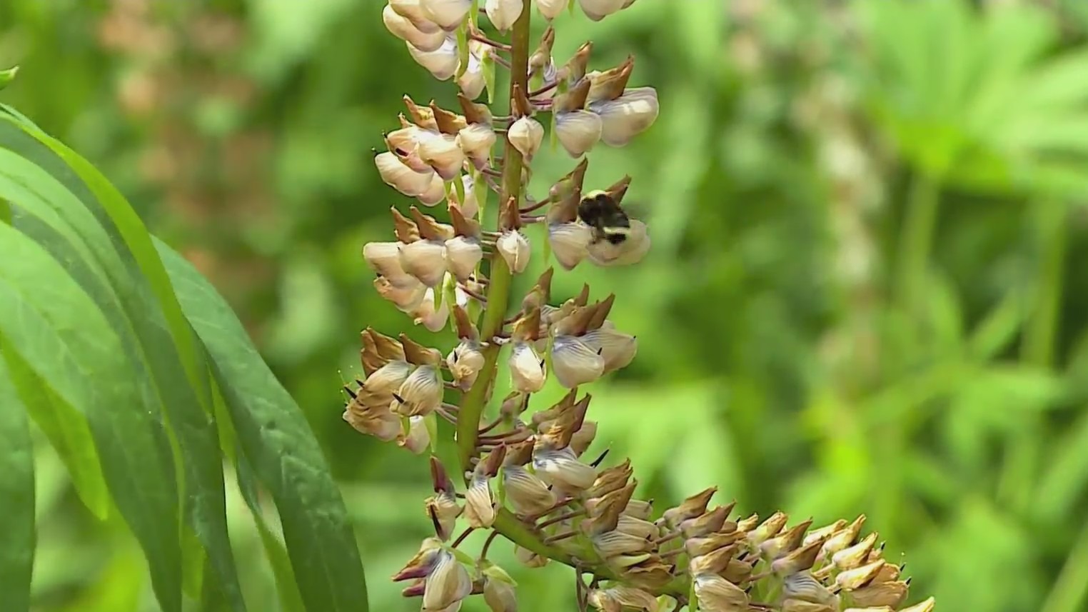 Tualatin community comes together as pollinators for 'Bee City U.S.A.'