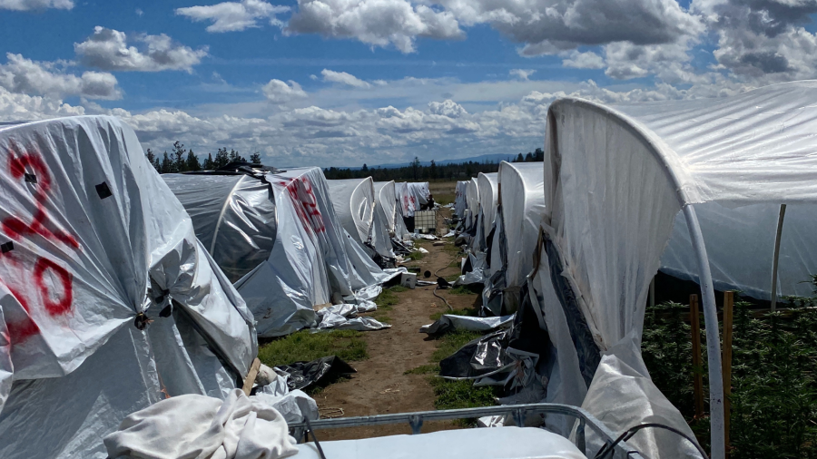 4 arrested, $3.5M in marijuana plants seized from Bend illicit grow sites