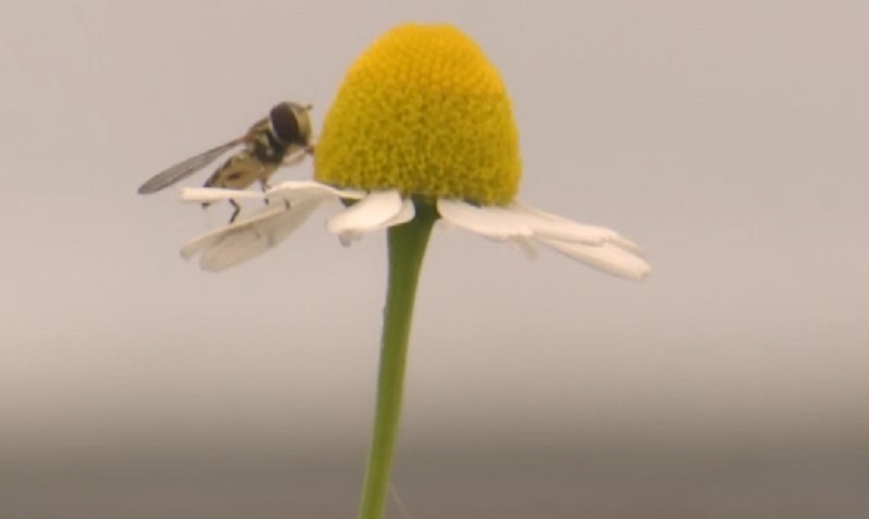 A bee sits on a flower at the Good Rain Farm in Gresham, 2022 (KOIN)