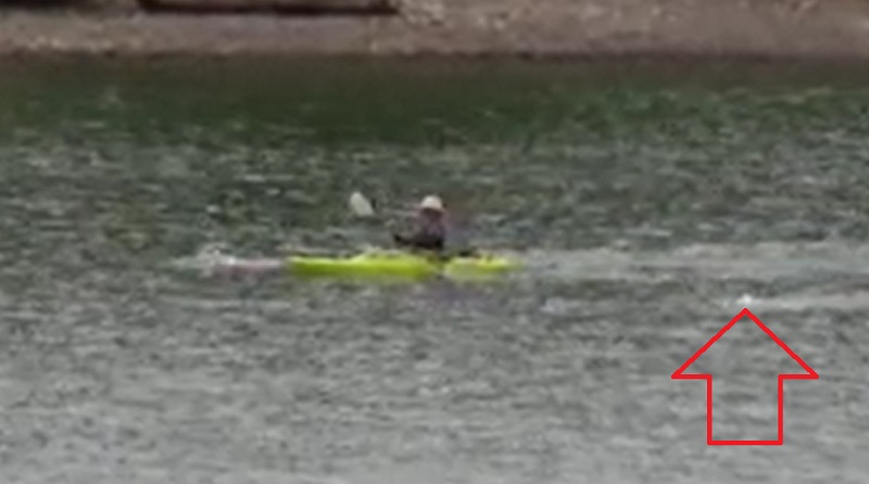 With boats from her crew around her, marathon swimmer Angie Williamson swims 24.6 miles in the Willamette River, July 23, 2022 (KOIN)