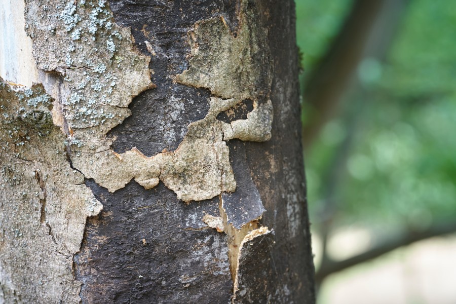 Sooty Bark Disease