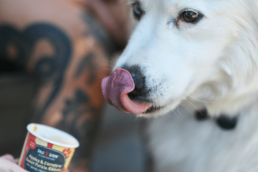 Salt & Straw launches Pup Cup