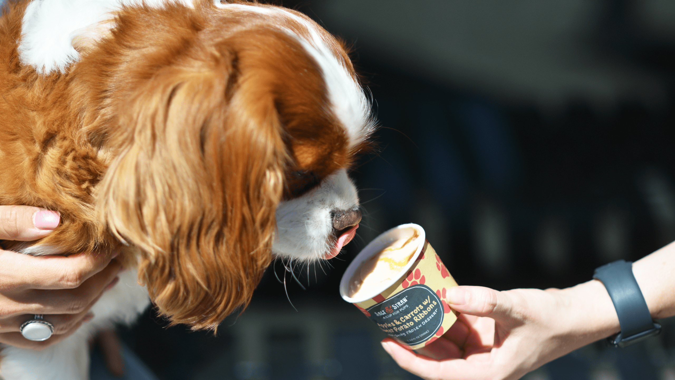 Salt & Straw launches Pup Cup