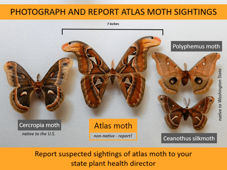 Atlas Moth graphic courtesy Washington State Department of Agriculture