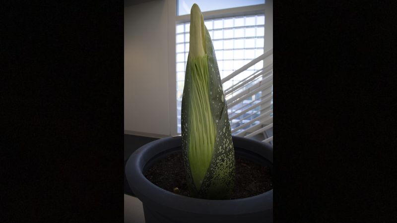 WSU-Vancouver's Titan VanCoug flower expected to bloom for a second time in August