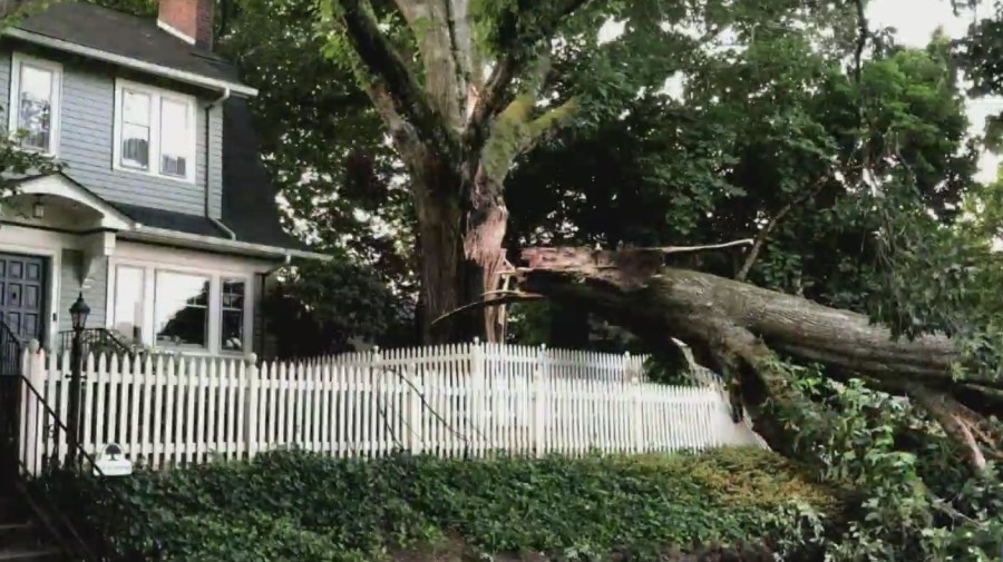 This 100+-year-old tree in the Eastmoreland neighborhood snapped in the heat, August 1, 2022 (Tren Haselton)