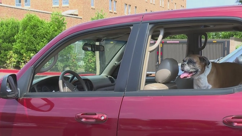 A dog in a car with the windows down on a hot summer day in Portland, August 1, 2022 (KOIN)