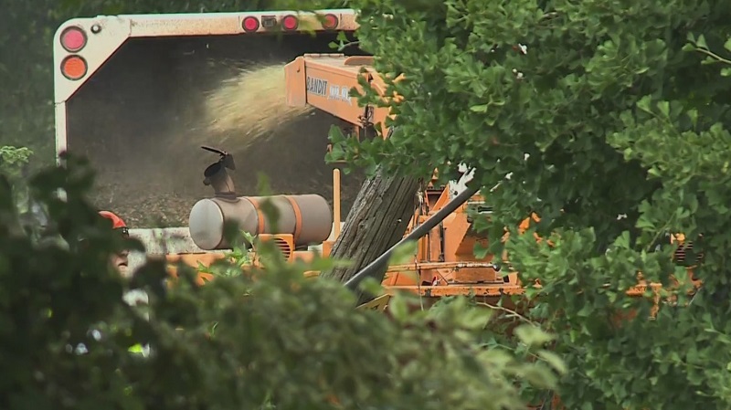 A fallen tree in Portland is shredded in a wood chipper, August 1, 2022 (KOIN)