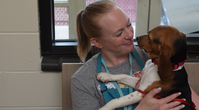 Beagles rescued from a Virginia breeding facility arrived at Humane Society shelters in Washington and Oregon, including these dogs at the Salem facility, August 20, 2022 (KOIN)