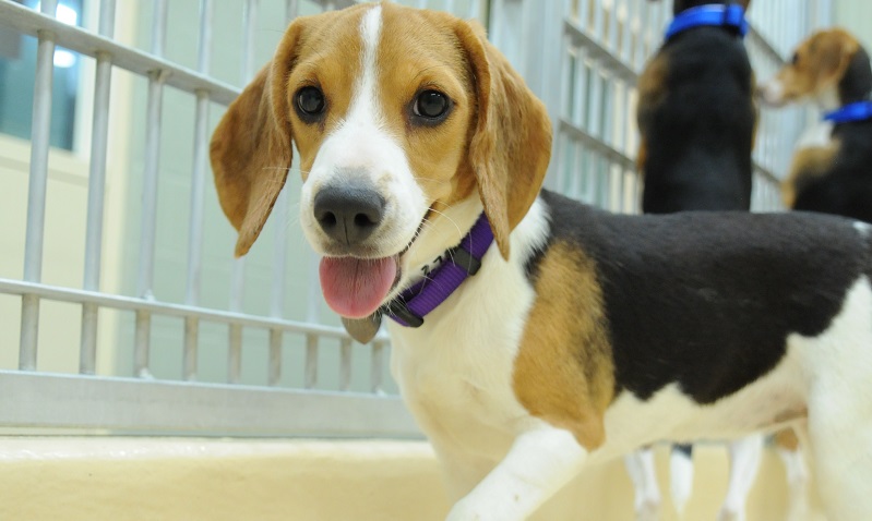 Beagles rescued from a Virginia breeding facility arrived at Humane Society shelters in Washington and Oregon, including these dogs at the Salem facility, August 20, 2022 (KOIN)