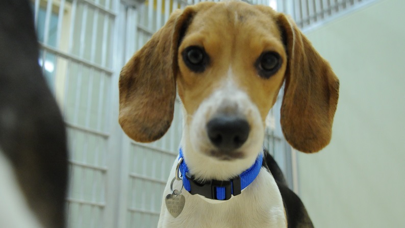 Beagles rescued from a Virginia breeding facility arrived at Humane Society shelters in Washington and Oregon, including these dogs at the Salem facility, August 20, 2022 (KOIN)