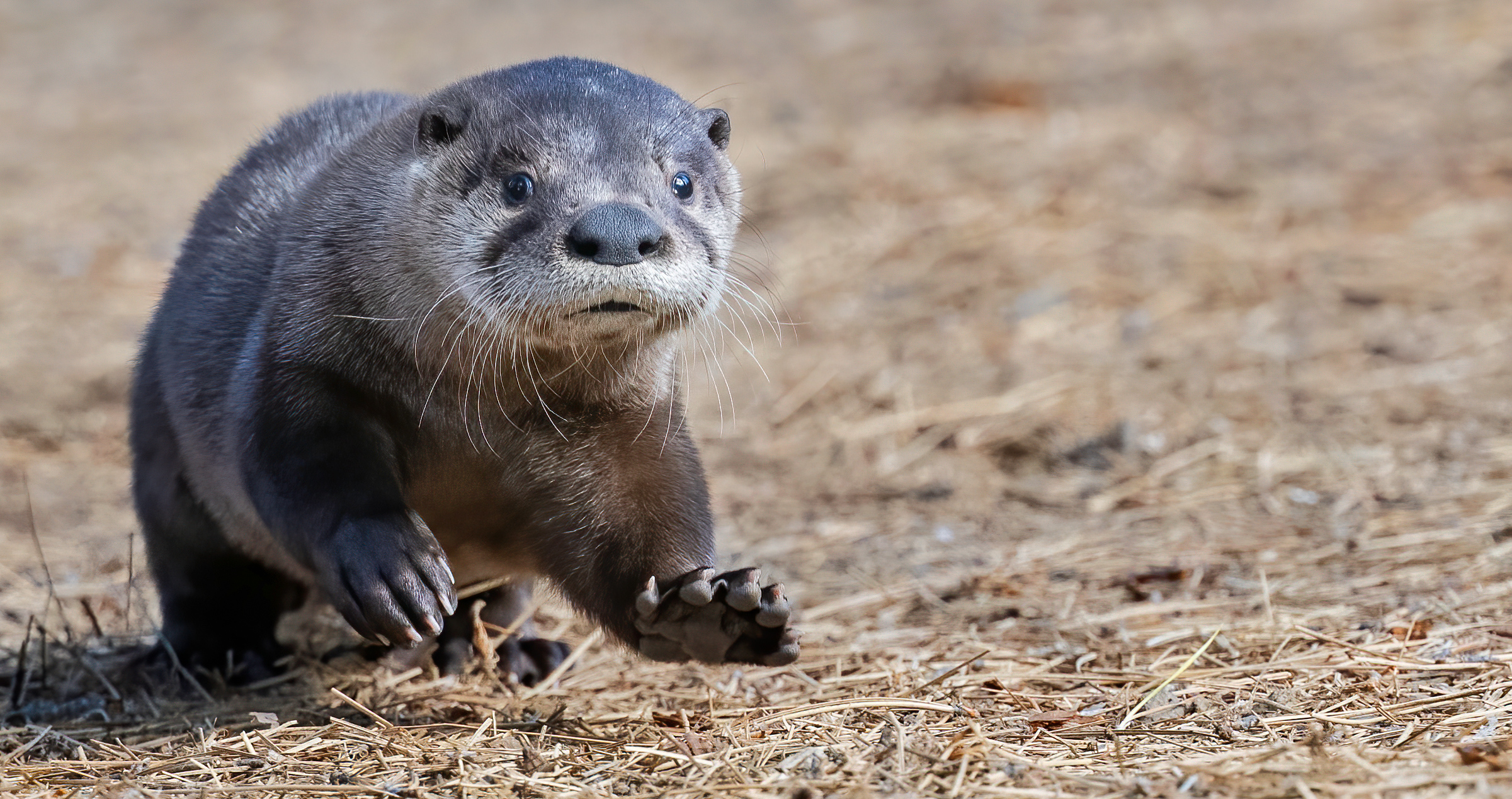 Baby otter running