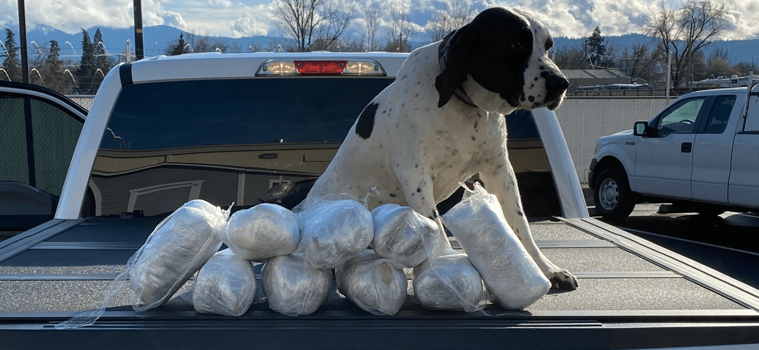 Medford police K-9s can now detect fentanyl