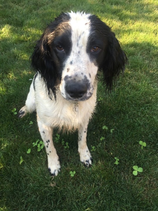 Medford police K-9s can now detect fentanyl