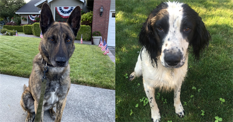 Medford police K-9s can now detect fentanyl