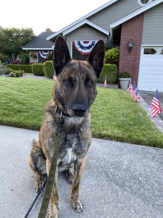 Medford police K-9s can now detect fentanyl