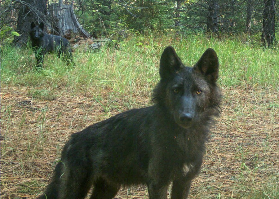 5-month-old wolf pup from Wenaha pack